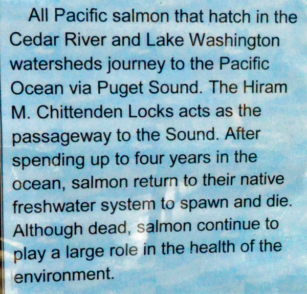 sign: journey of the Pacific Salmon